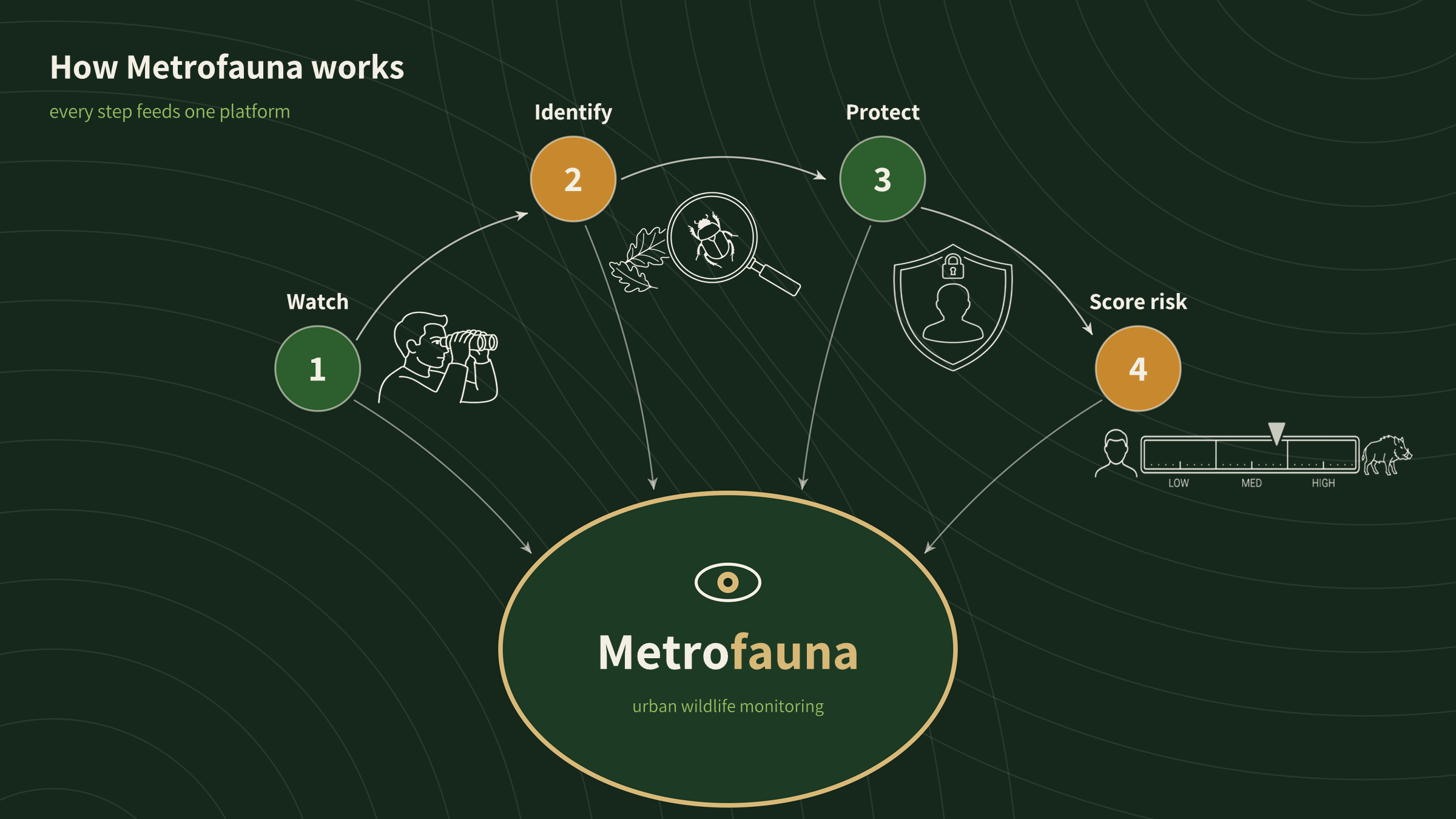 How Metrofauna works — every step feeds one platform: 1 Watch, 2 Identify, 3 Protect, 4 Score risk, all flowing into the Metrofauna platform (a Low–Med–High conflict-risk slider illustrates the score).